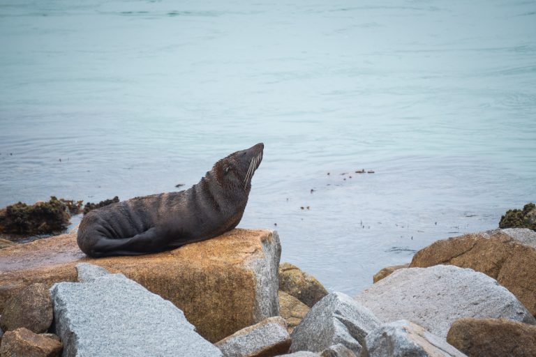 Fur Seal at Mill Bay
