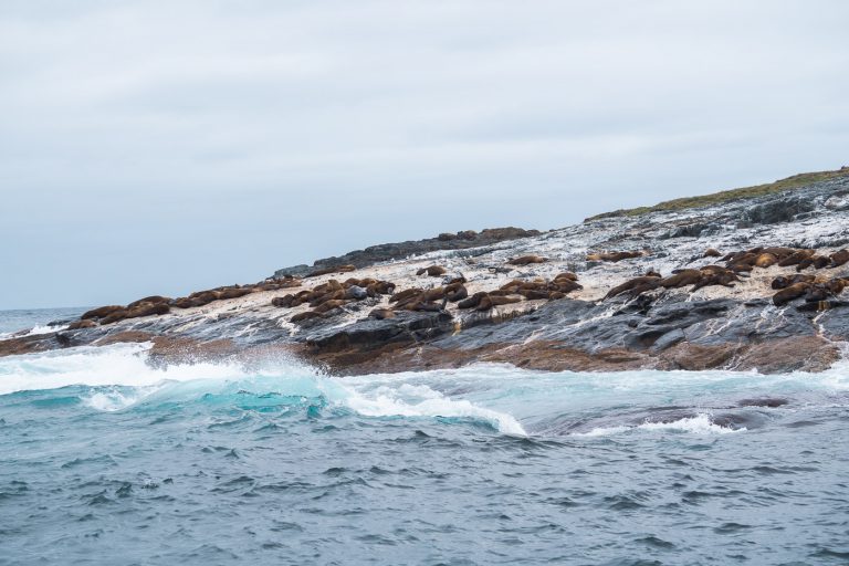 Fur Seals at Montague Island