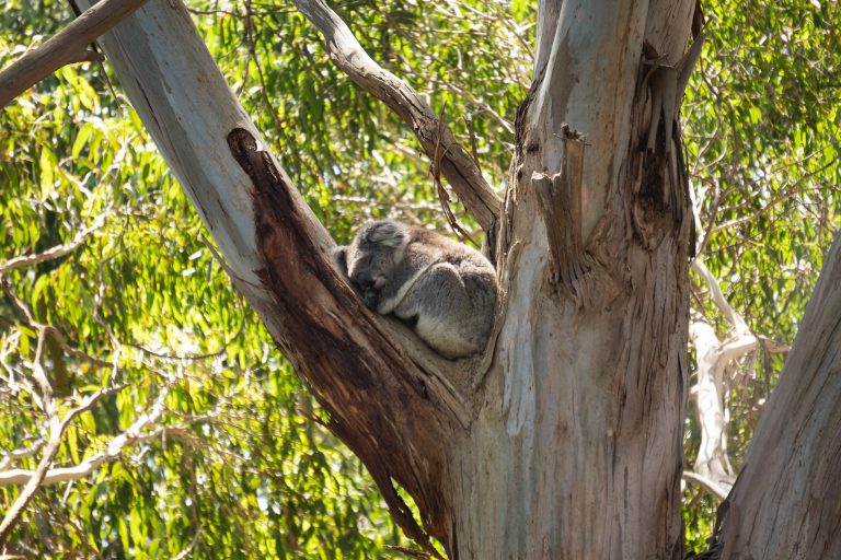 Cape Otway Koala